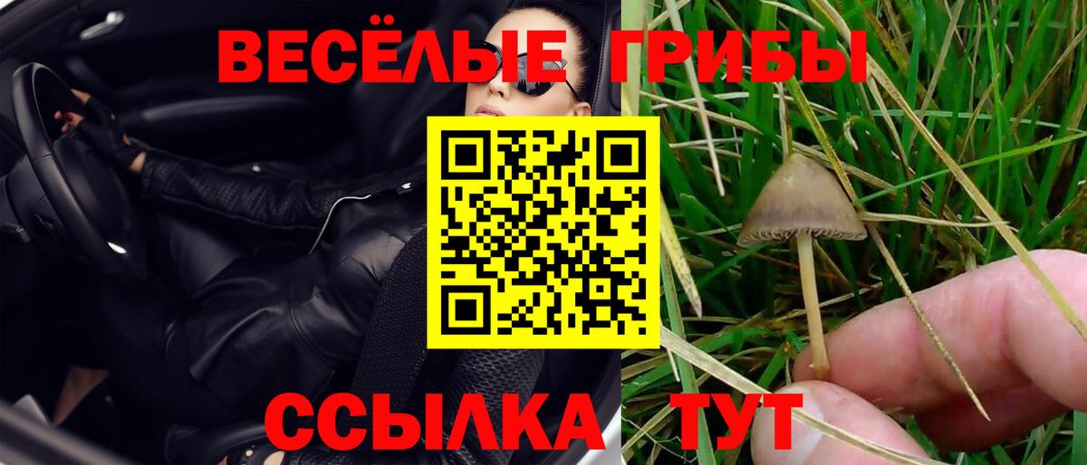 Хабаровск  Псилоцибиновые грибы GOLDEN TEACHER  Псилоцибиновые грибы Psilocybine cubensis  Вход с VPN 